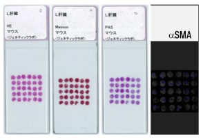 TMA Slide画像