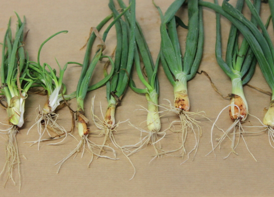 agro-crop-onion-with-roots