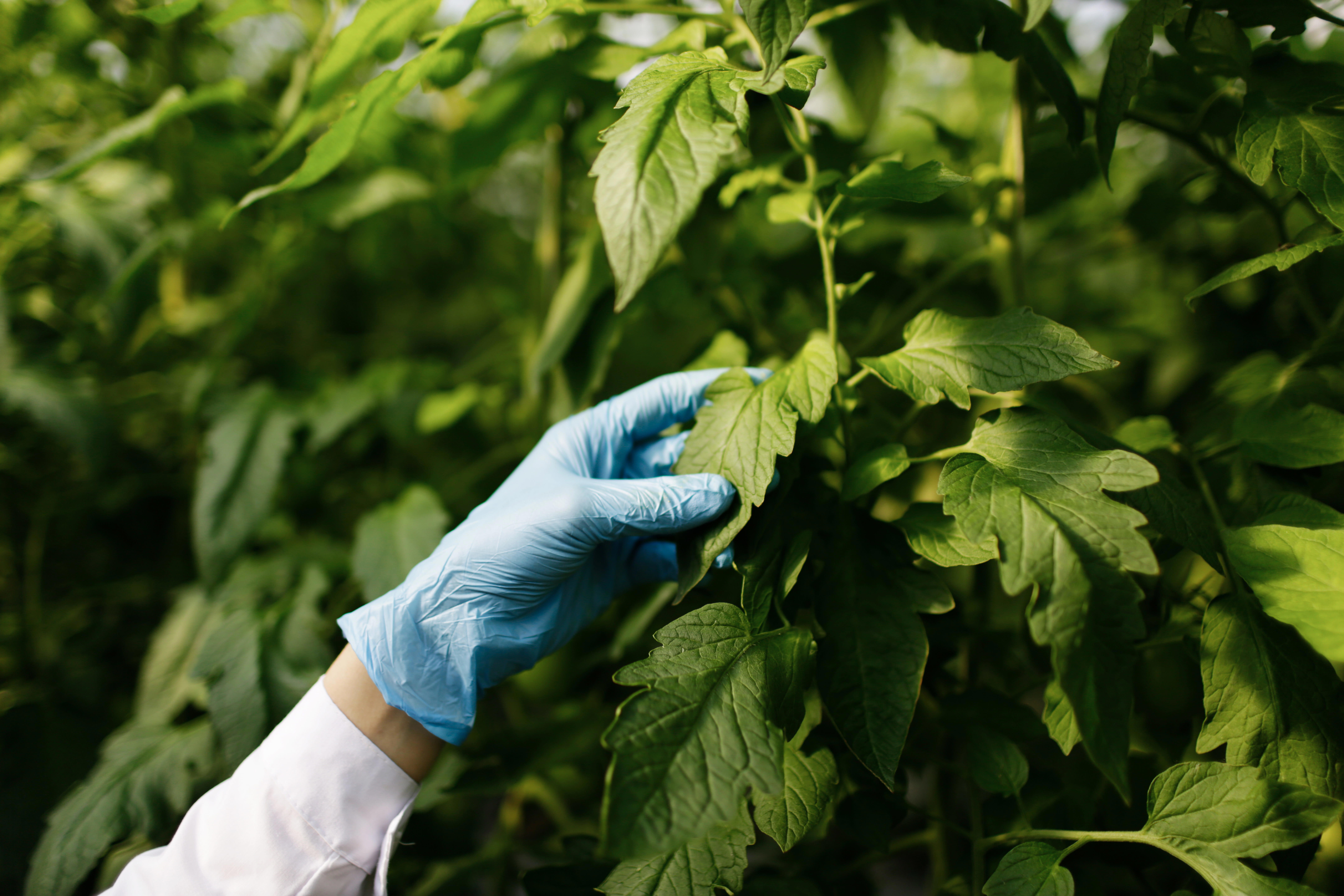 1phenoxy-acid-herbicides
