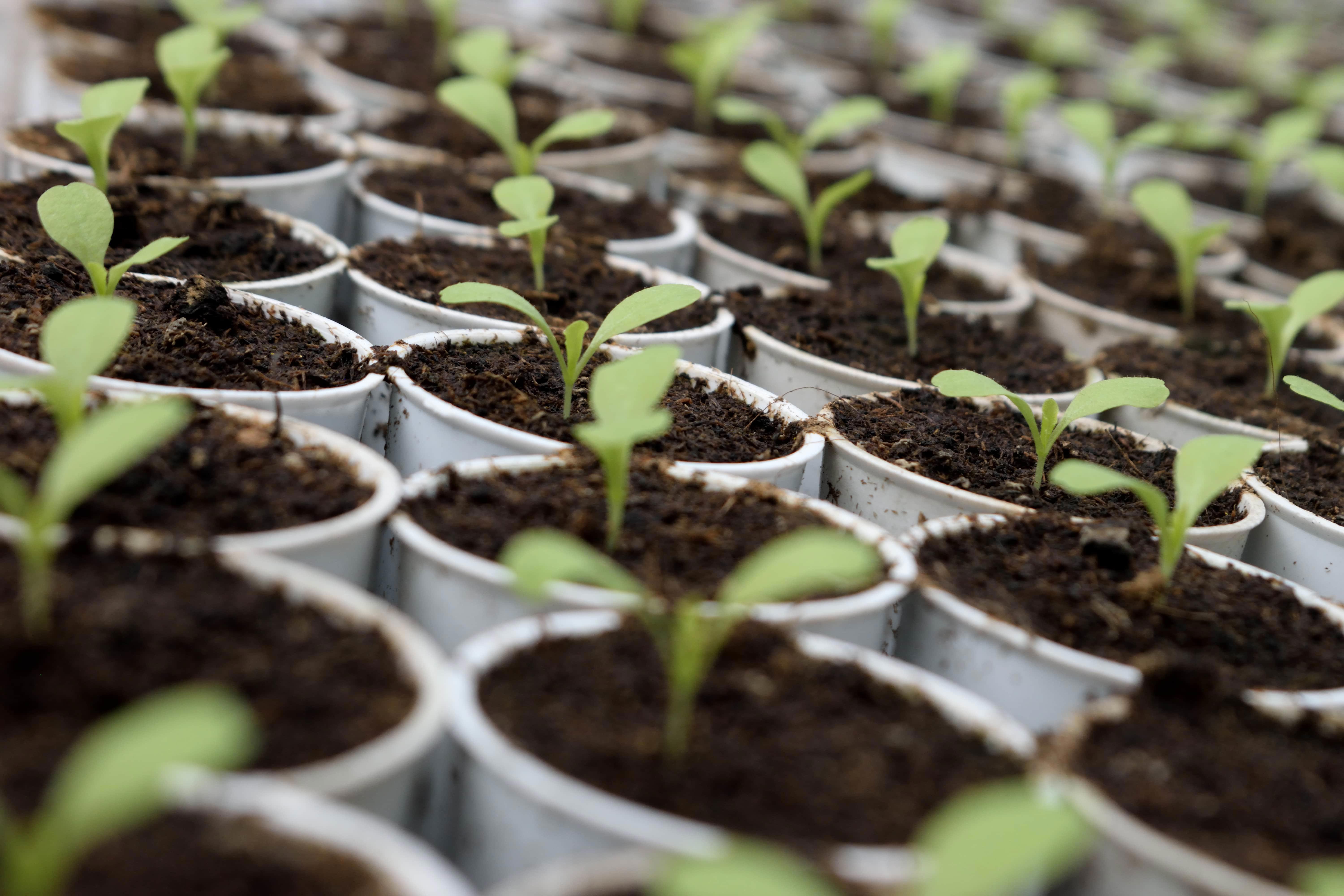 agro-seedlings-in-potting-soil-small-containers