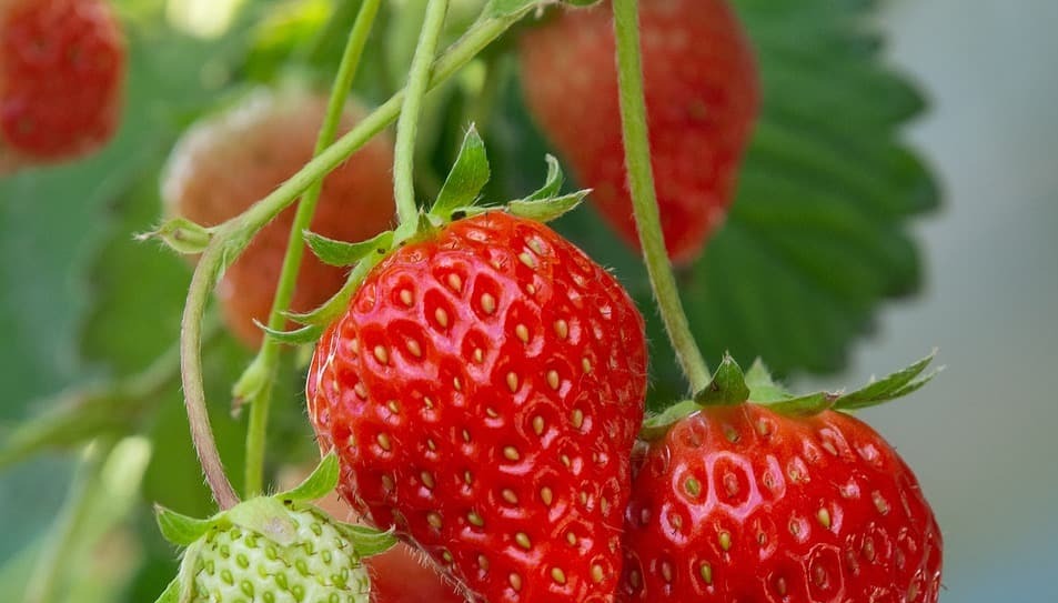 agro-strawberry-small