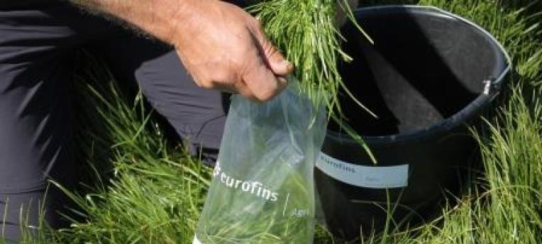 agro-grass-sample-fresh-hands