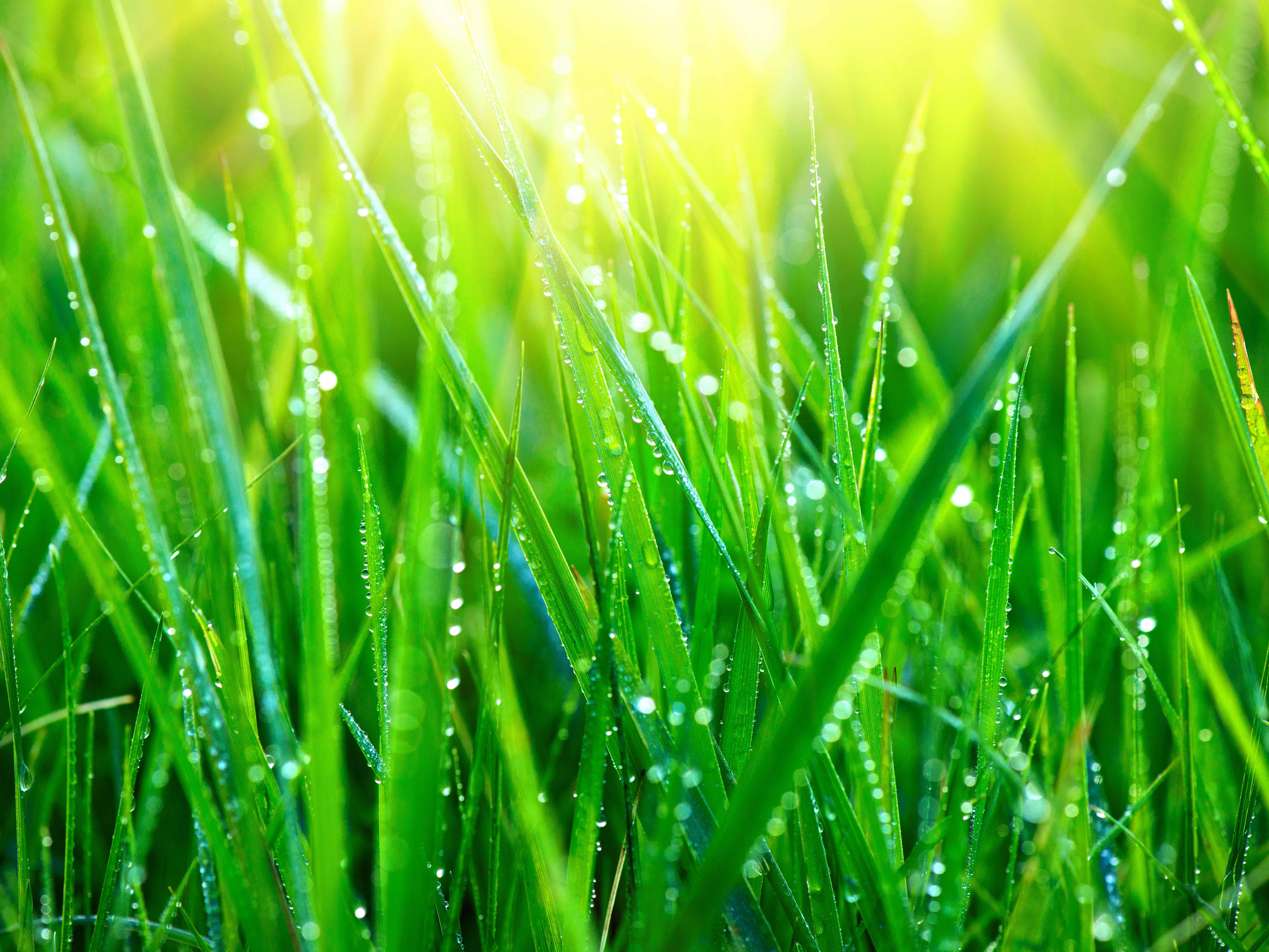 4by3_grass-fresh-green-grass-with-dew-drops-closeup-abstract-nature-background_-8850-x-6259-px
