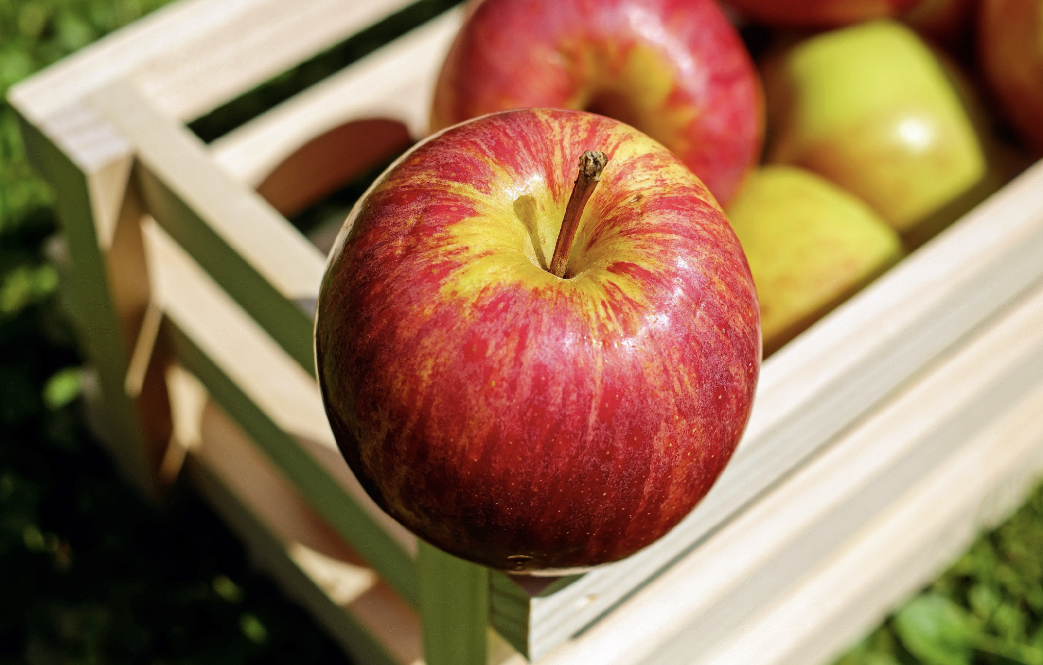 5xfood-agro-pull-ups_14-10-2025_page_1_image_0001