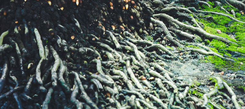 agro-roots800x357