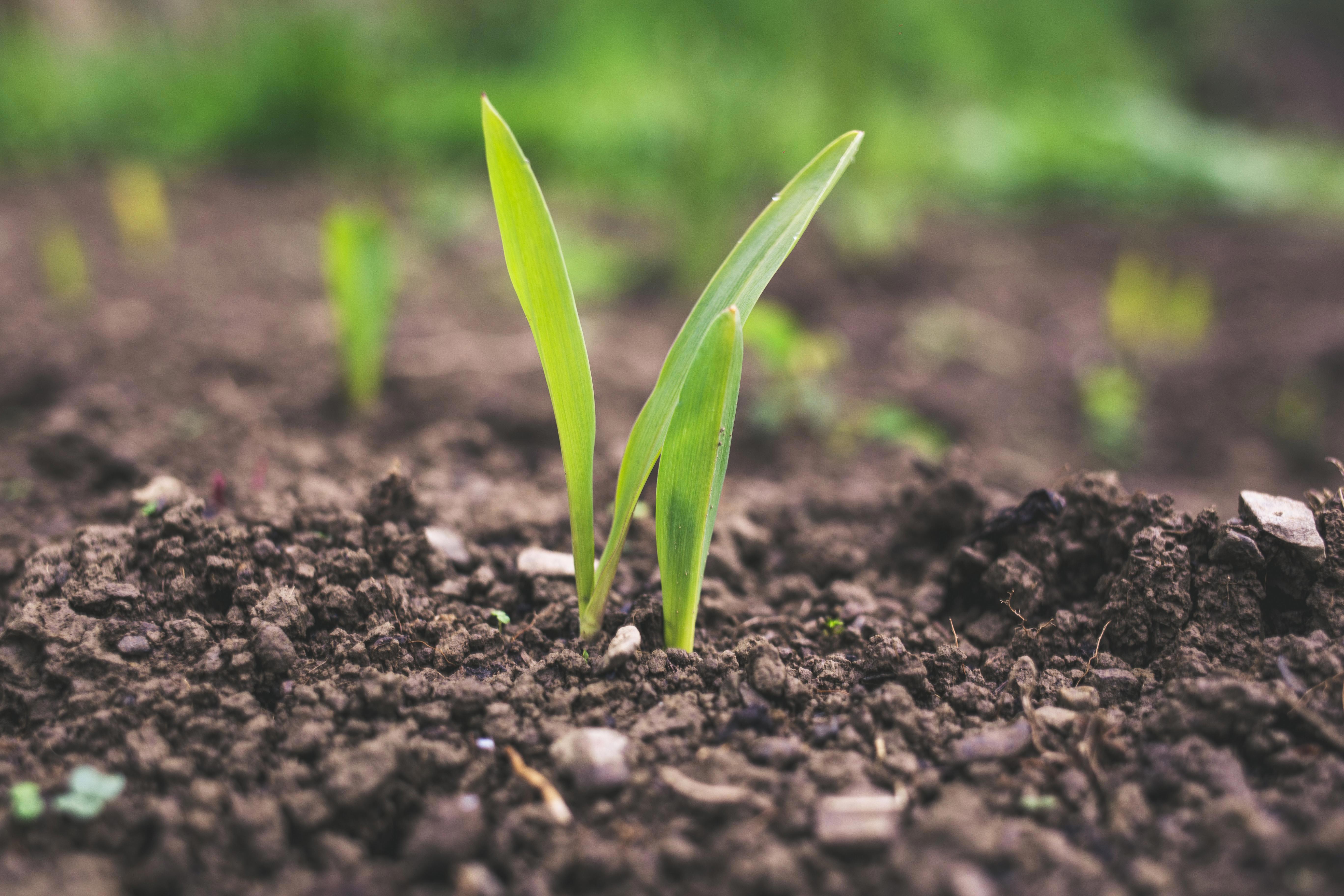 soil-soil-life