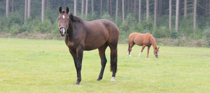 horses_in_field_800x357