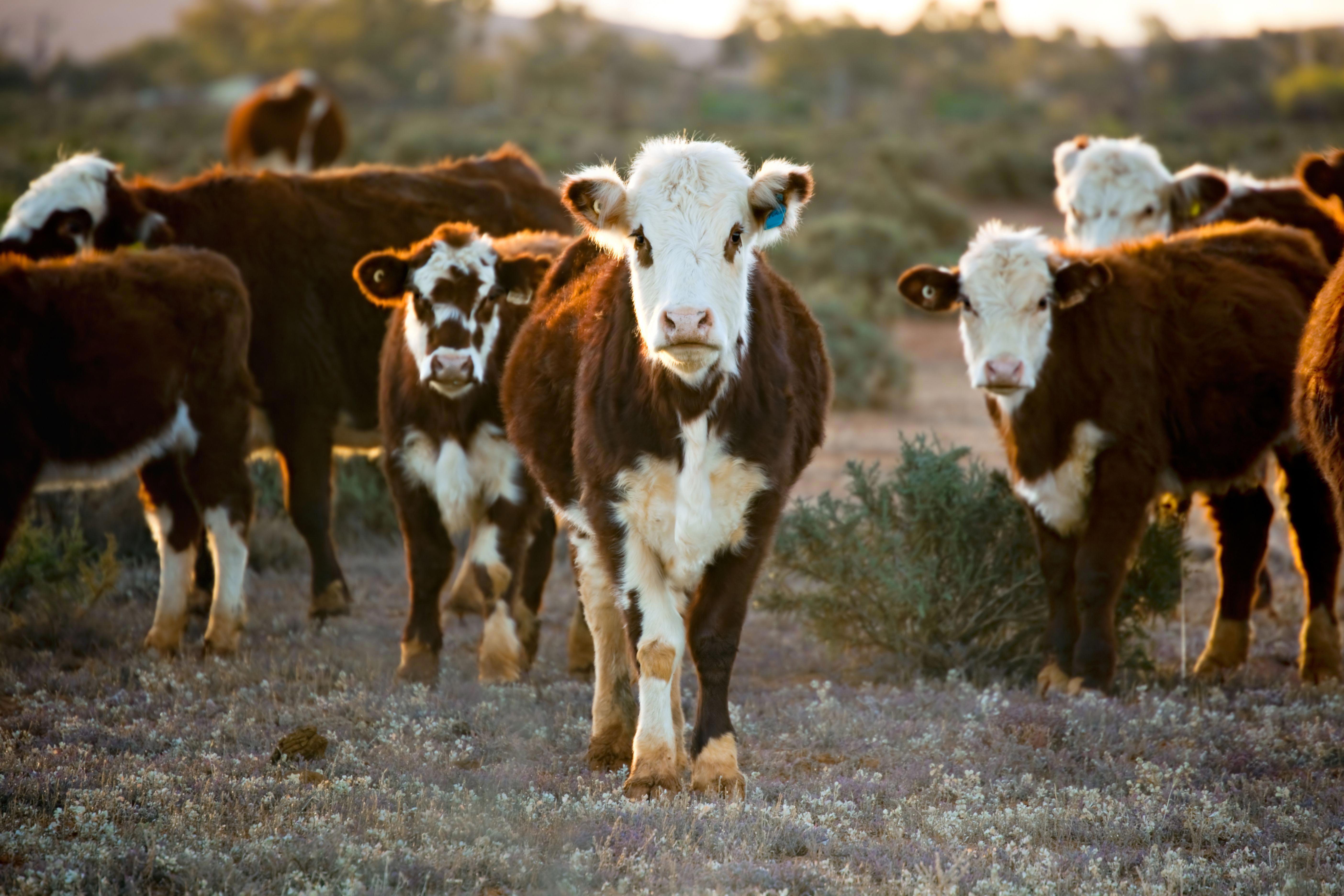 agro-cows-young-dry-field-bushes