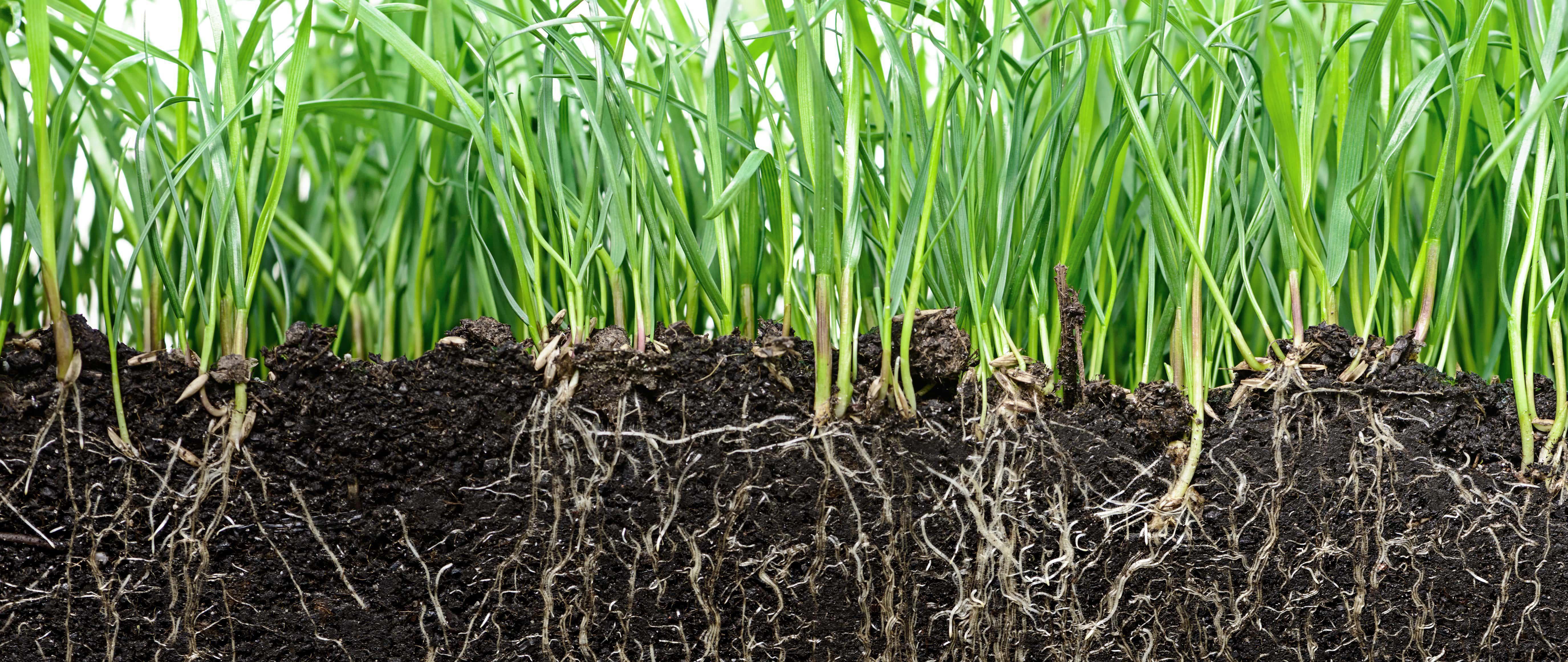 agro-soil-cut-grass-roots