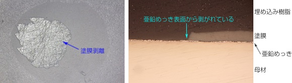 白色塗膜が剥離した亜鉛めっき鋼板の断面観察