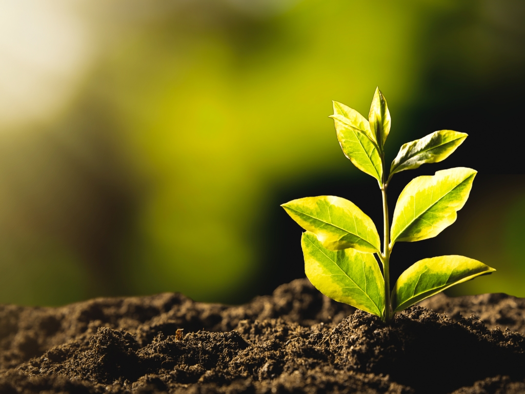 sustainability-1