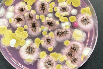 mould