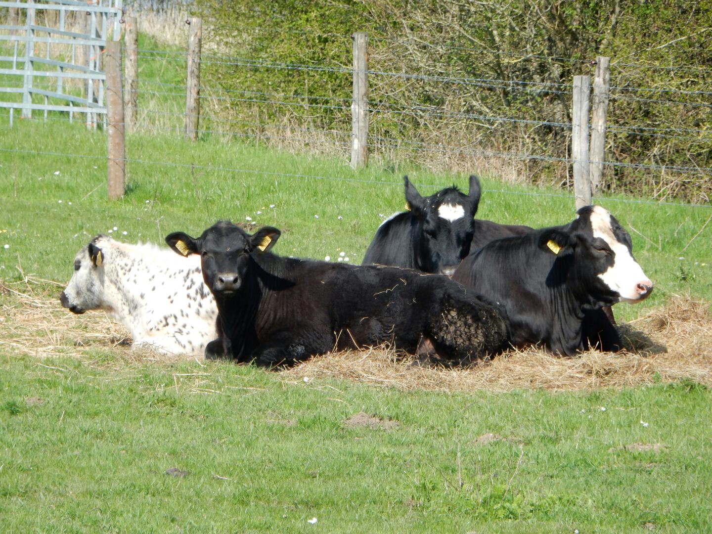 agro-cows-on-grass-field