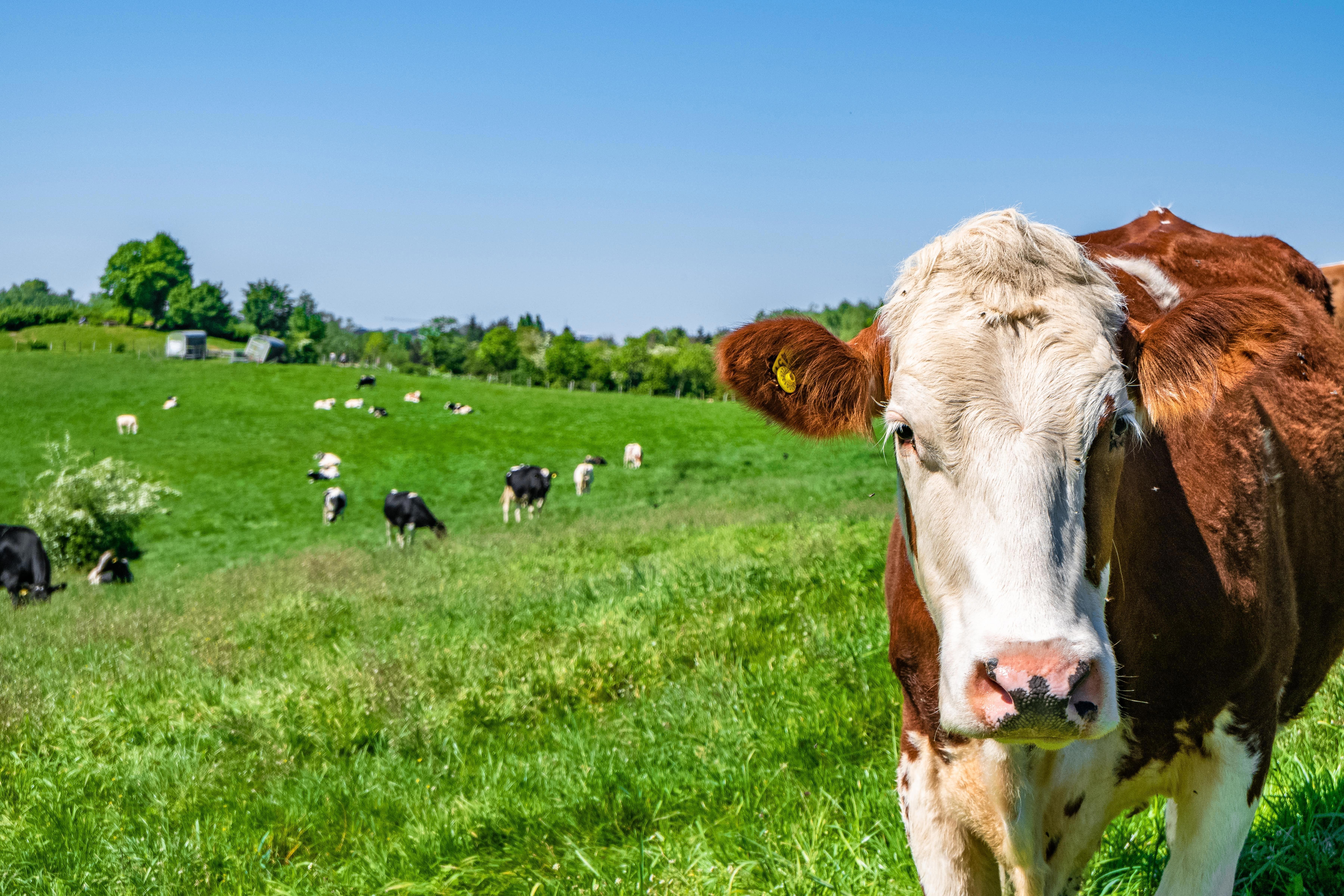 agro-a-white-and-brown-cow-looking-straight-at-the-camera-with-a-herd-of-cows-on-the-pasture-in-the-background_web