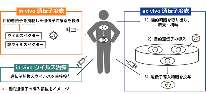 遺伝子治療用製品等の技術