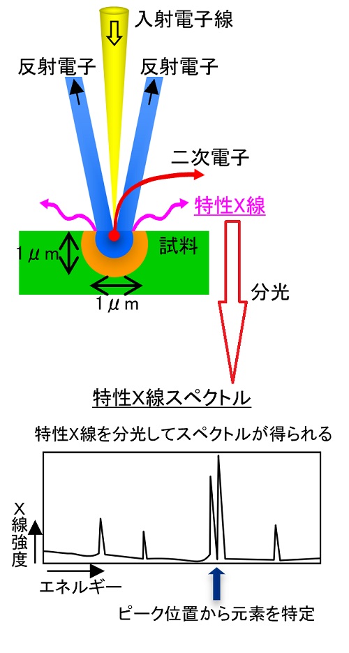 エネルギー分散型蛍光X線分析装置(SEM-EDX:Energy Dispersive X-ray Spectroscopy)