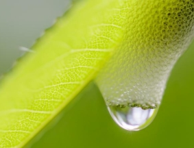 agro-bio-savital-smal-plant-sap-drop