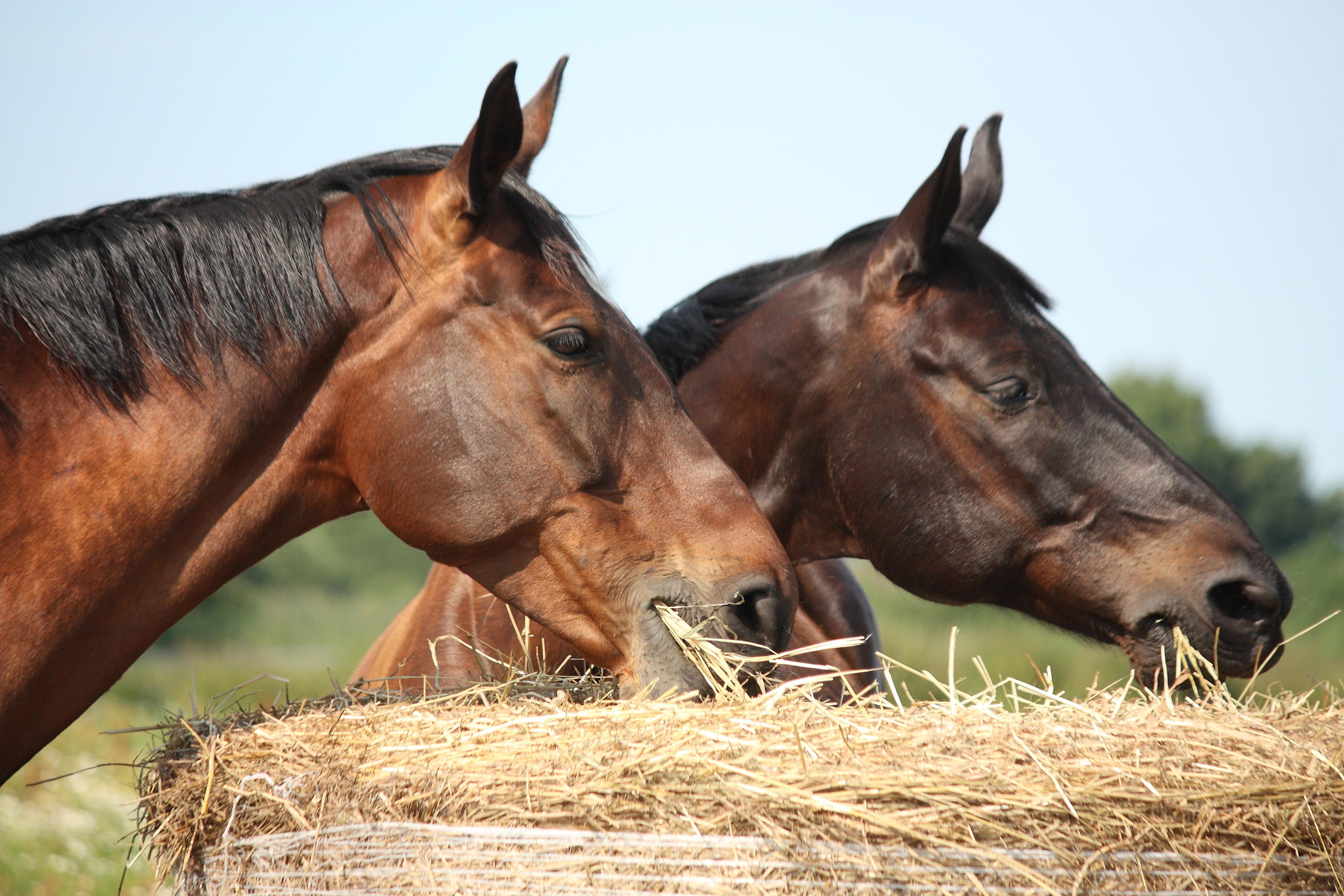 agro-two-bay-horses-eating-hay-at-the-pasture-in-summer_5000-3333px