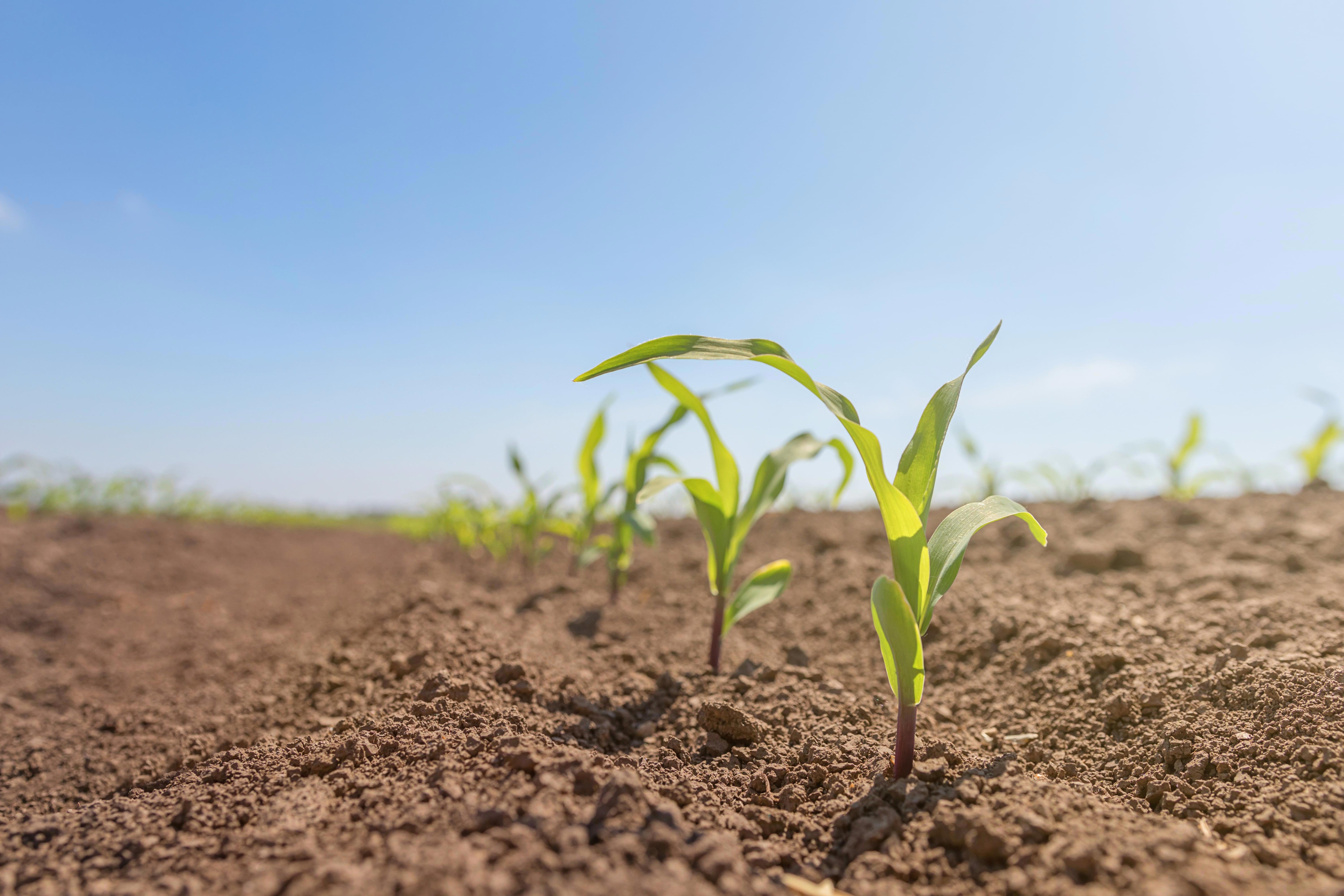 agro-mais-young-spring-sunny-field