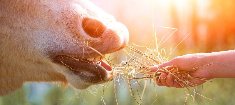 horse-hand-forage-close-up-800x357px