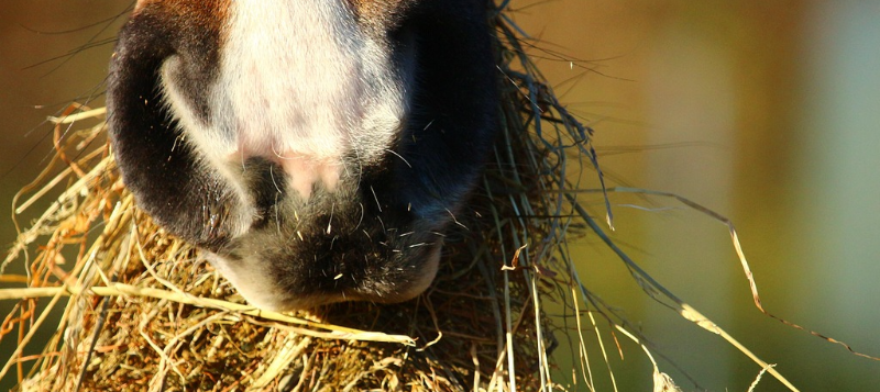 horsehay800x357