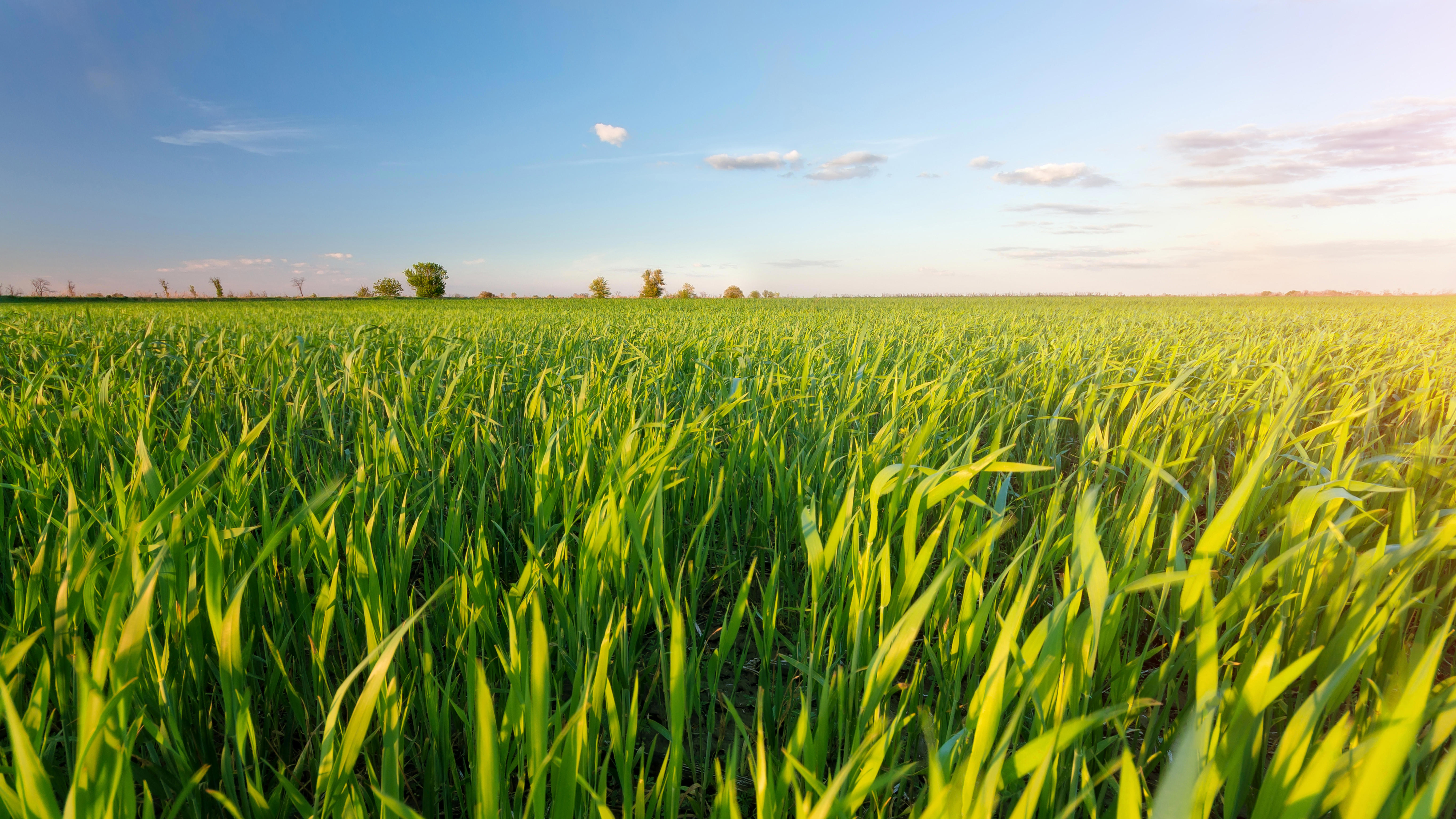 A green field under a clear blue sky with a few clouds and distant trees on the horizon.