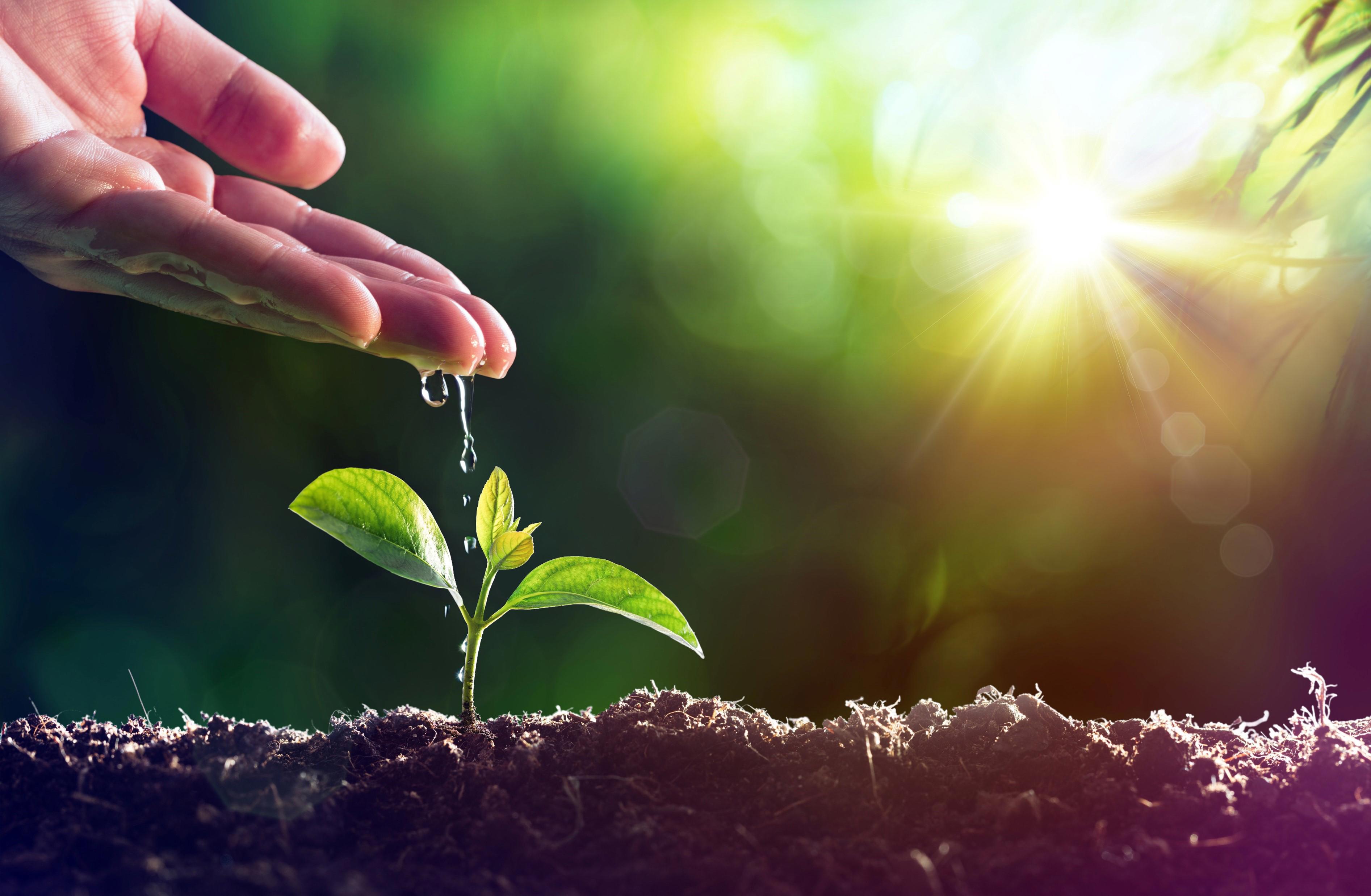 A hand gently drips water onto a small green plant sprouting from the soil, with sunlight shining through a blurred green background.