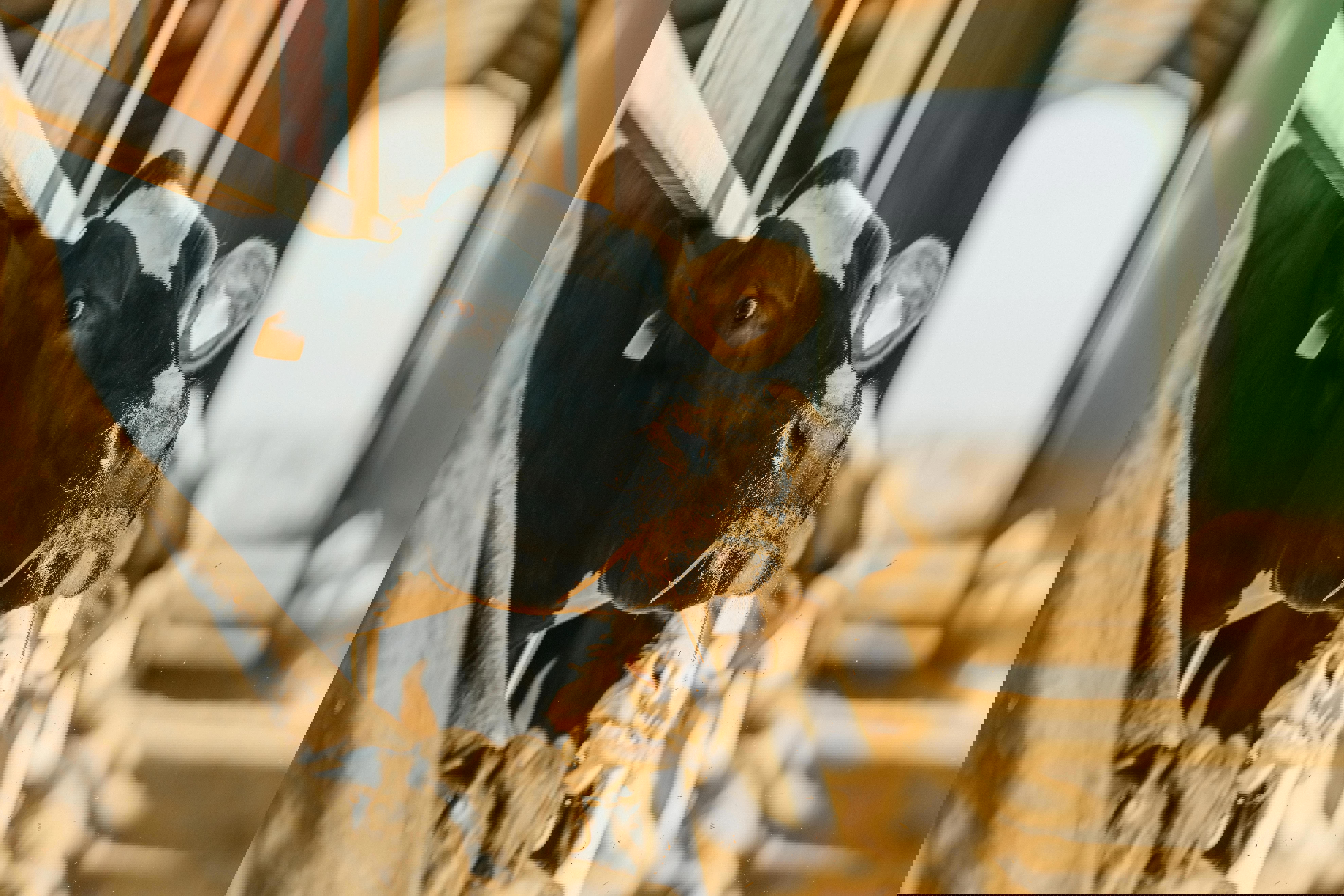 agro-cow-looks-at-camera-while-eating