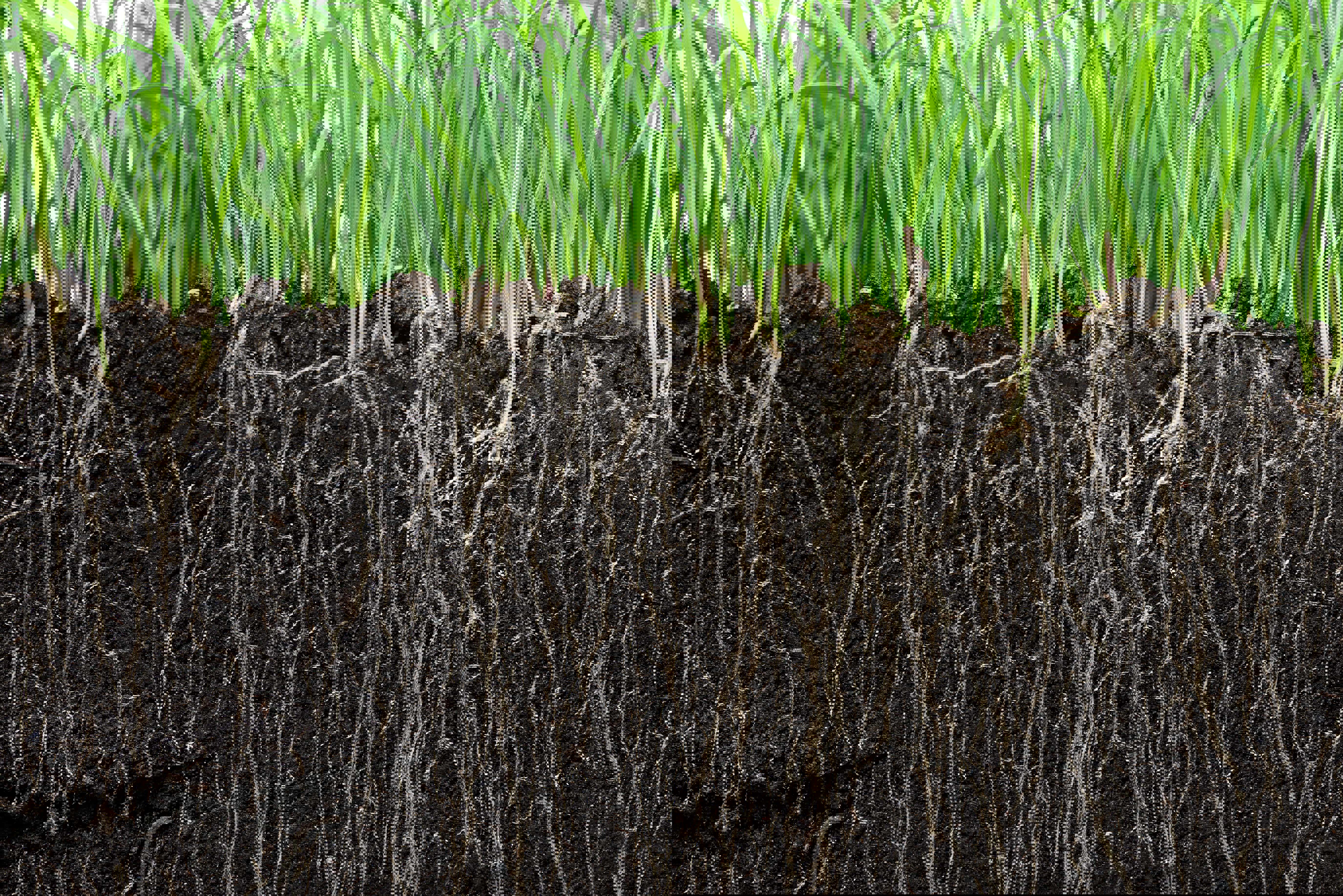 soil-cut-grass-web