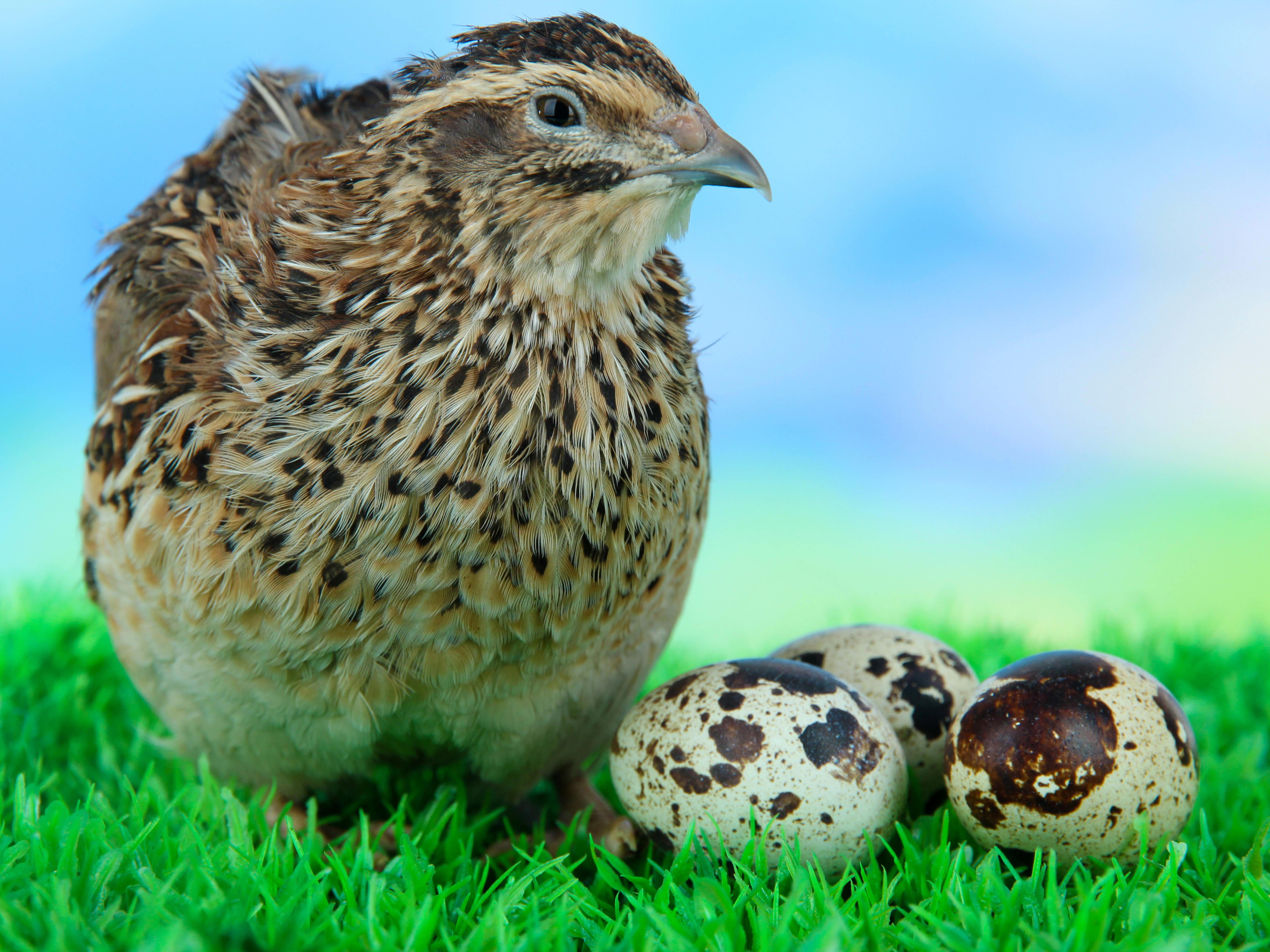 4by3_young-quail-with-eggs-on-grass-on-blue-background_7776-x-5184-px