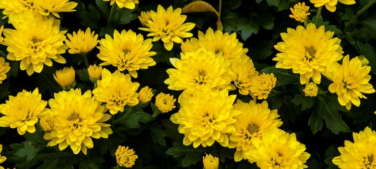 developing-a-shared-logic-to-reduce-residues-in-ornamentals