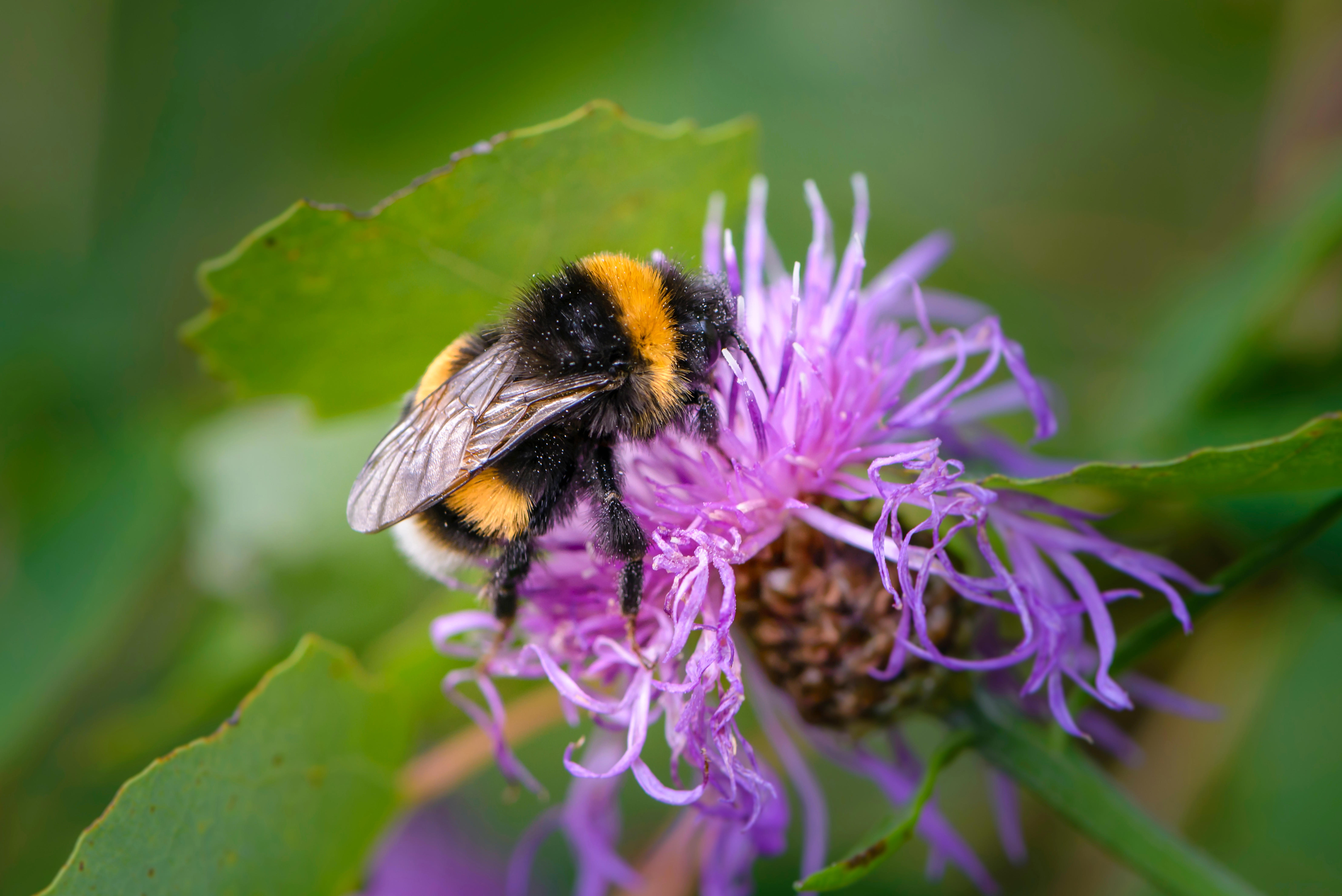 bumble-bee