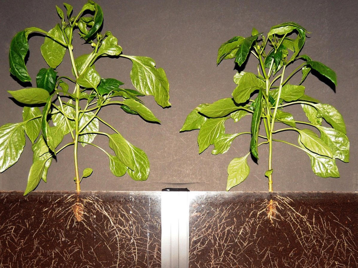 4by3_pepper-rhizotron-es