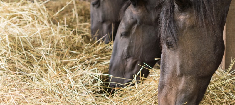 horses-barn-forage-inside-800x357
