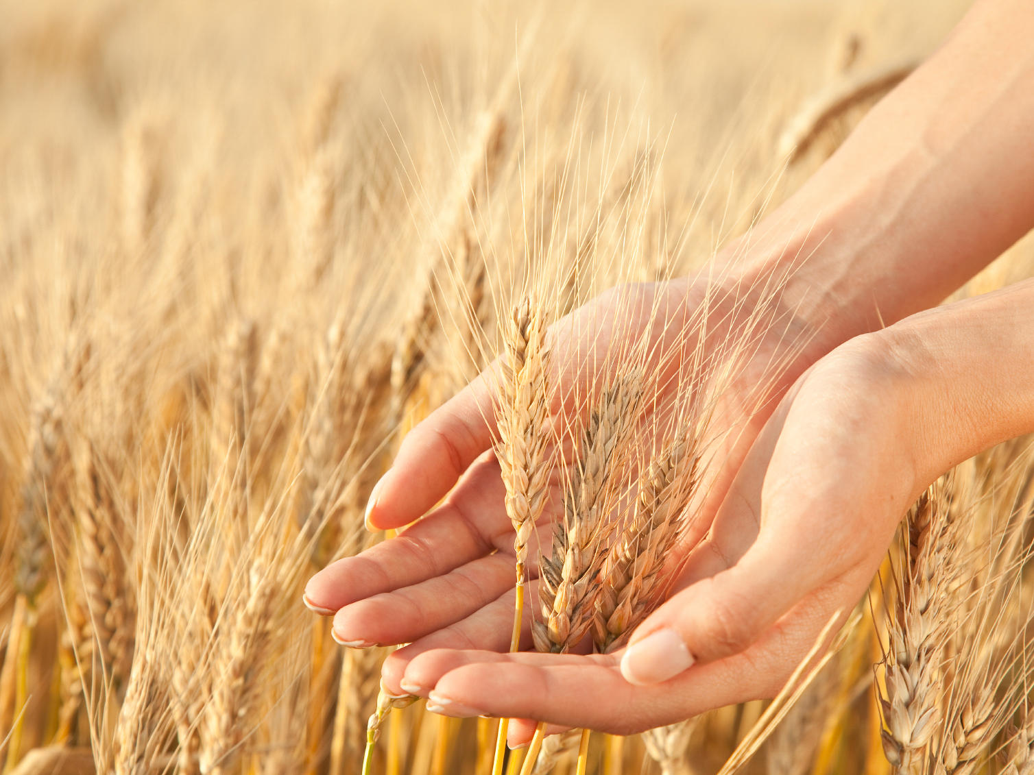 4by3_wheat-stems_1698x1131px
