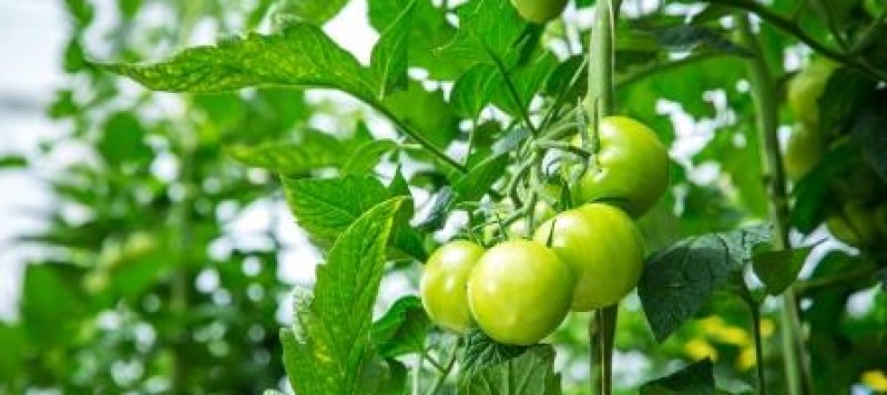 agro-crop-check-horti