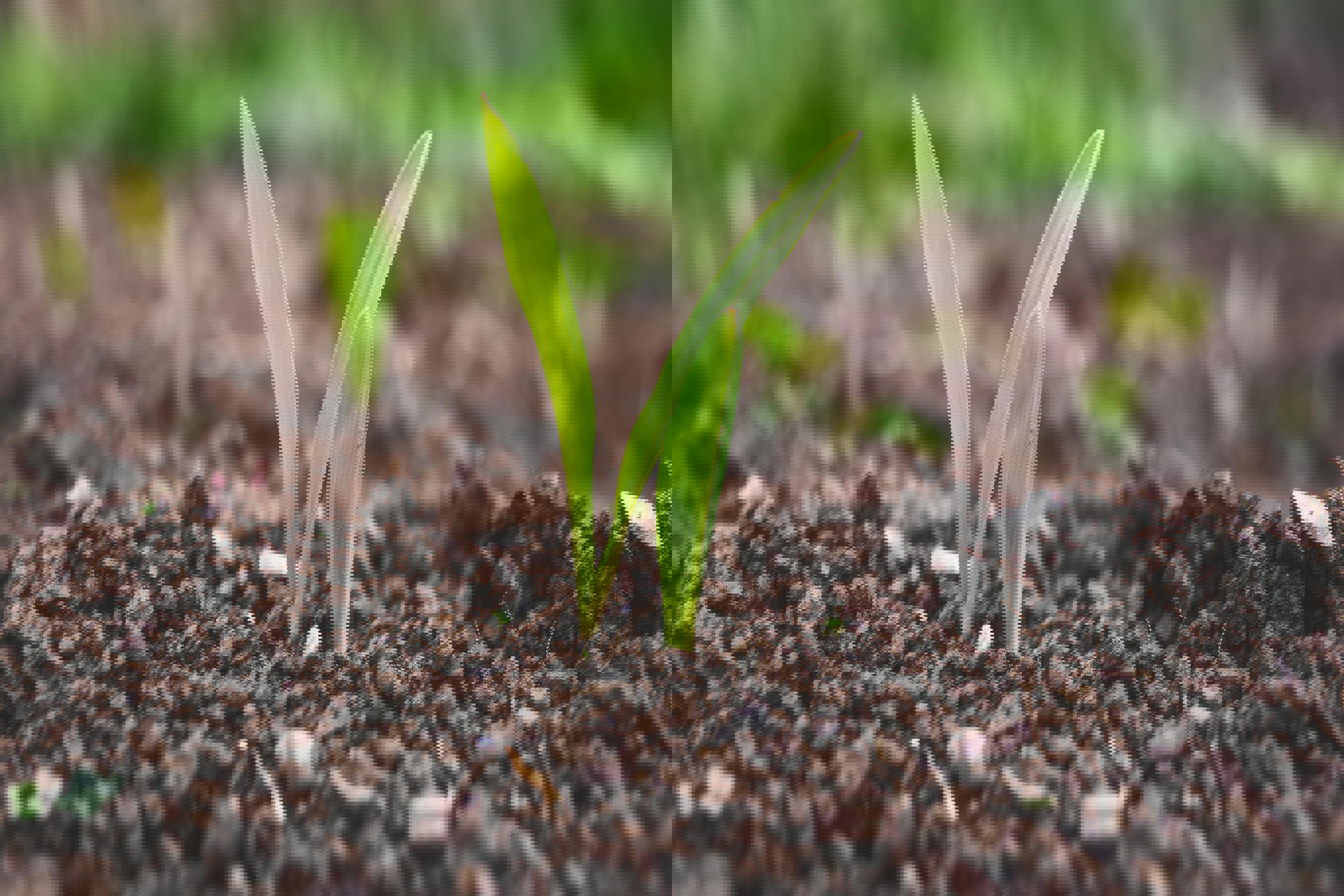 soil-soil-life