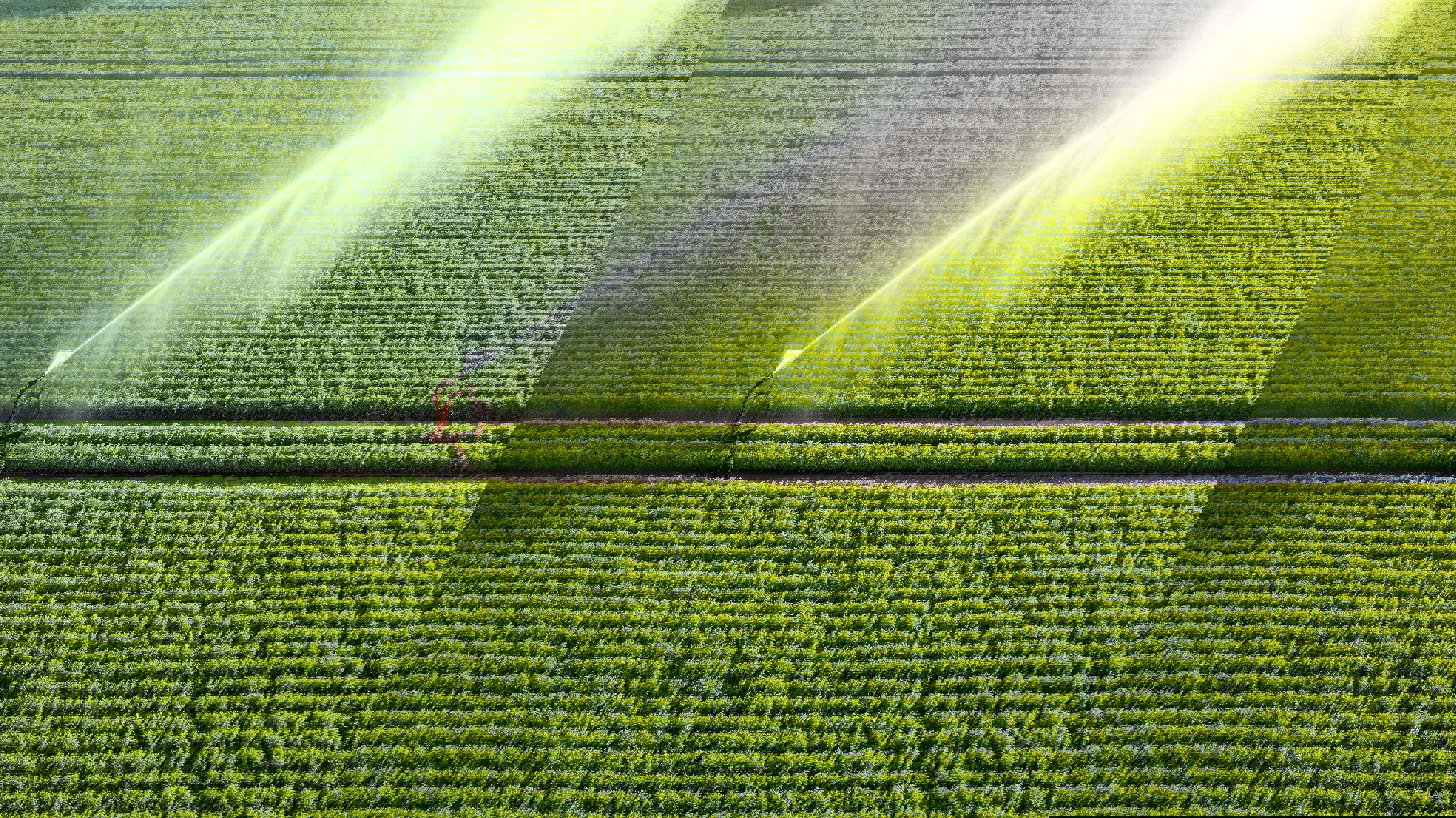 aerial-view-by-a-drone-of-a-potato-field-being-irrigated-by-a-gigantic-and-powerful-irrigation-system-_web