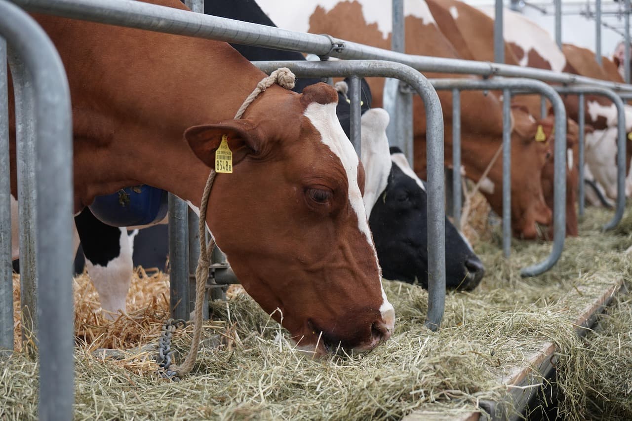 cow-3342847_1280-min