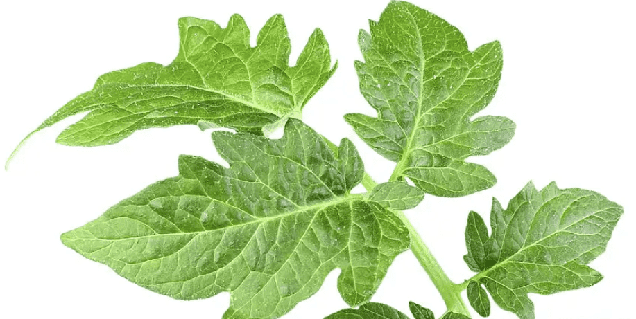 tomato-leaf-closeup-min