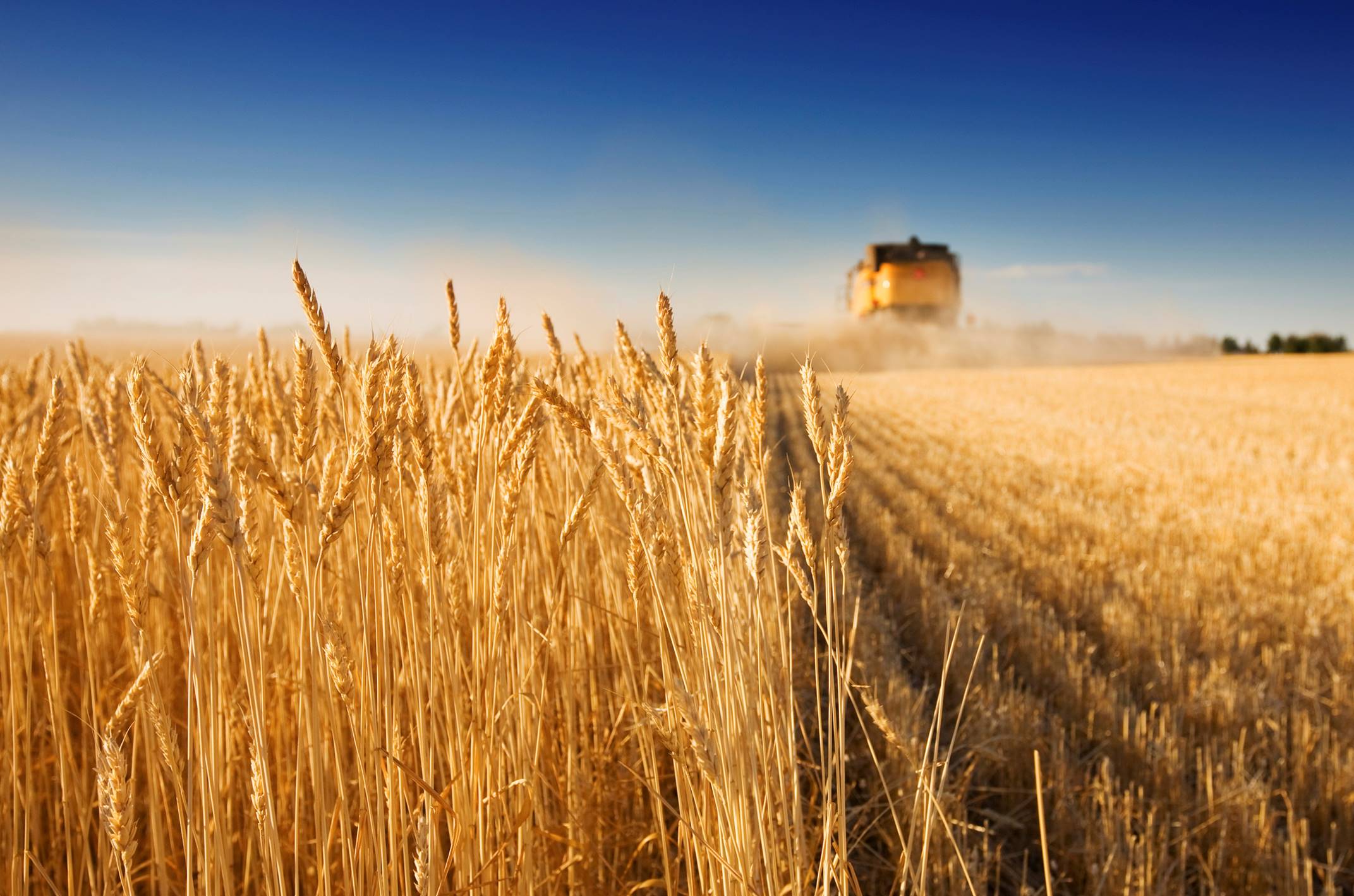 Wheat combining