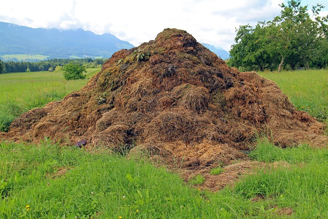 dung-manure