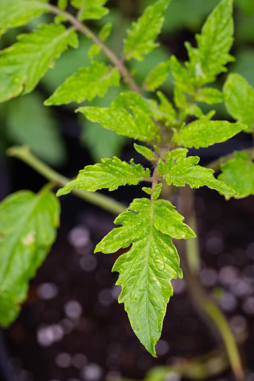 tomato-leaf1-min