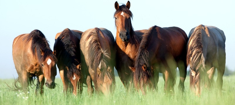 herd-of-horses-in-field-800x357px