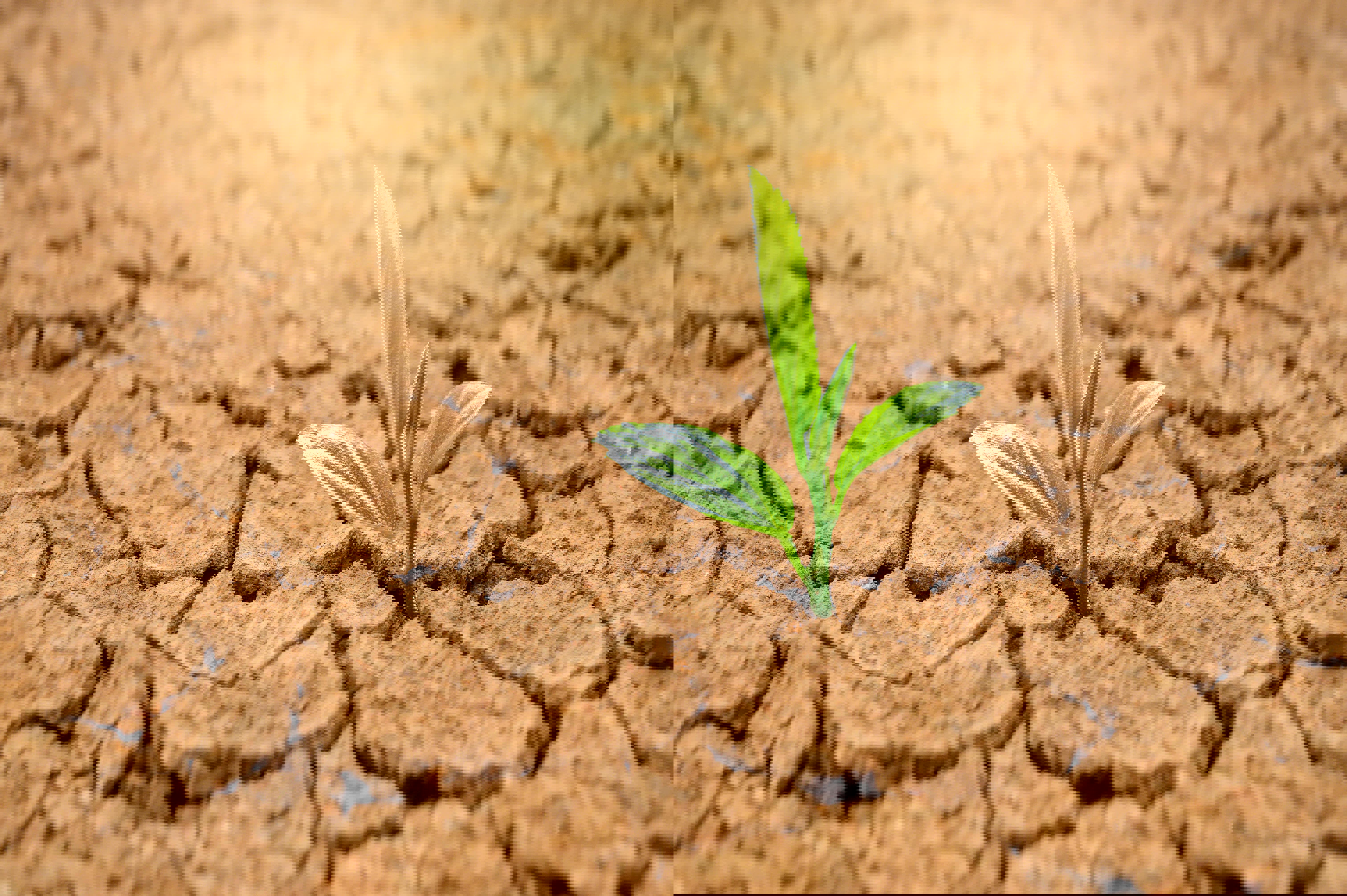 dry-earth-with-plant-web