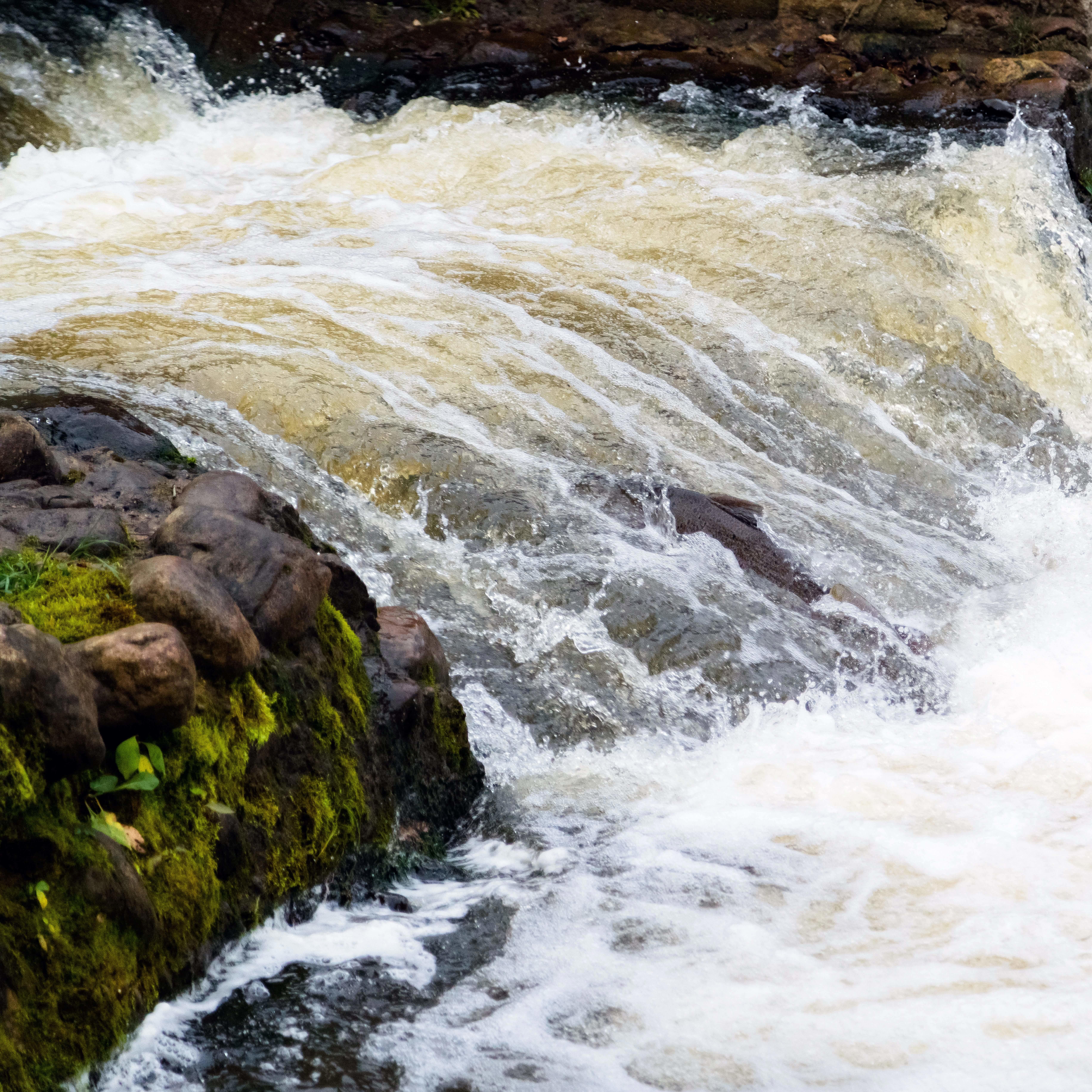 atlantic-salmon-leaping-rapids-to-find-nesting-place