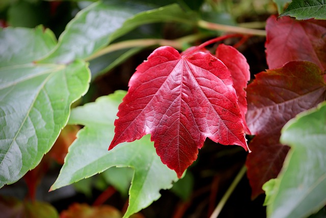grape-leaves