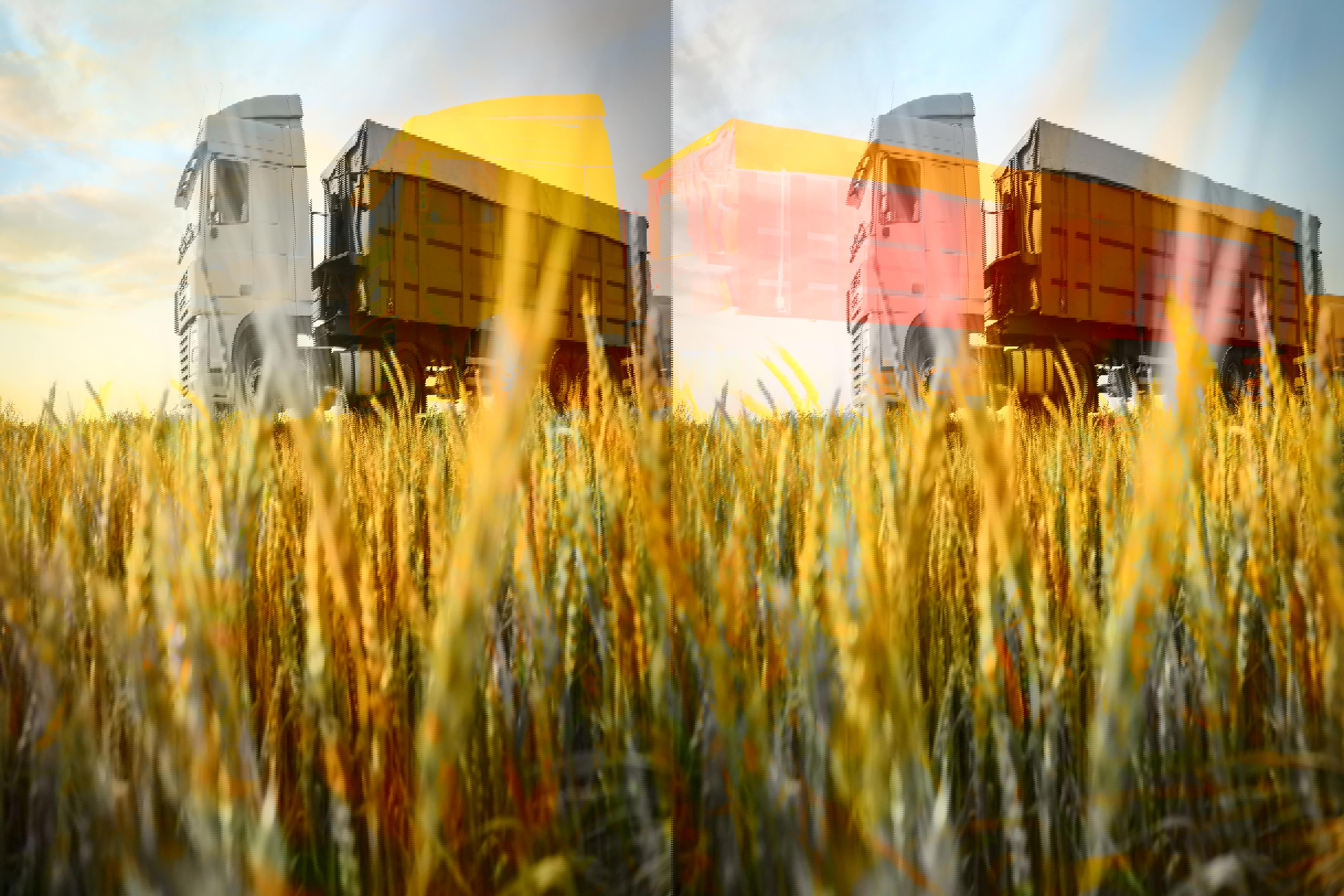modern-bright-truck-on-road-near-wheat-field_web