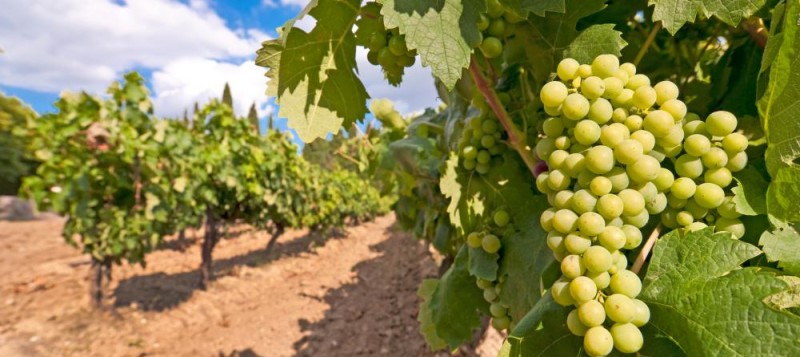 viticulture-leaf-analysis-3