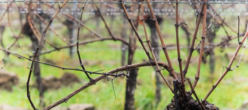 viticulture-stalk-analysis-2